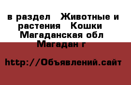  в раздел : Животные и растения » Кошки . Магаданская обл.,Магадан г.